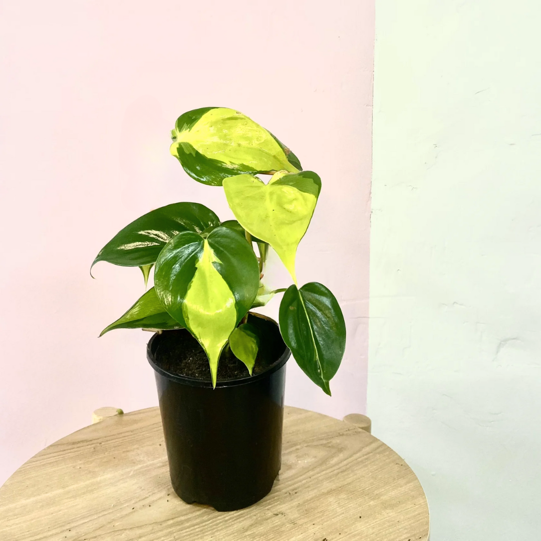 philodendron brasil 中文 巴西蔓绿绒——适合明亮光线的活力室内植物– Green Envy Indoor Plants