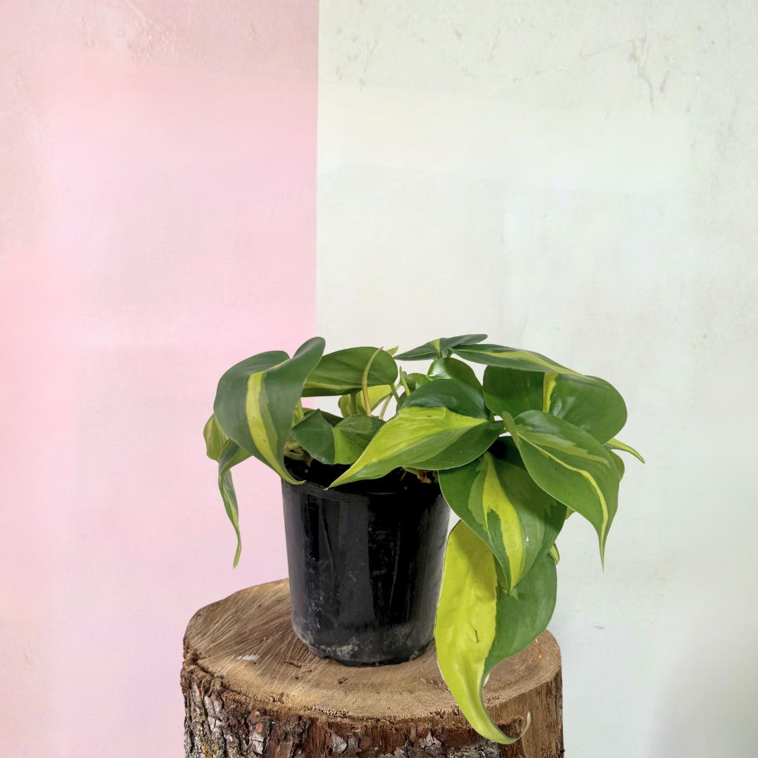 philodendron brasil 中文 巴西蔓绿绒——适合明亮光线的活力室内植物– Green Envy Indoor Plants
