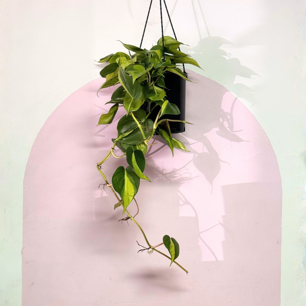 Philodendron Brasil Green Envy Indoor Plants