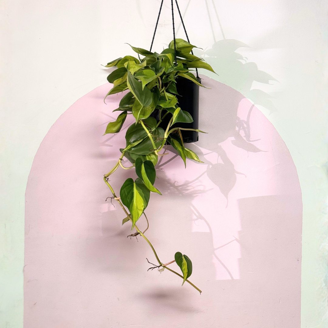 Philodendron Brasil Green Envy Indoor Plants