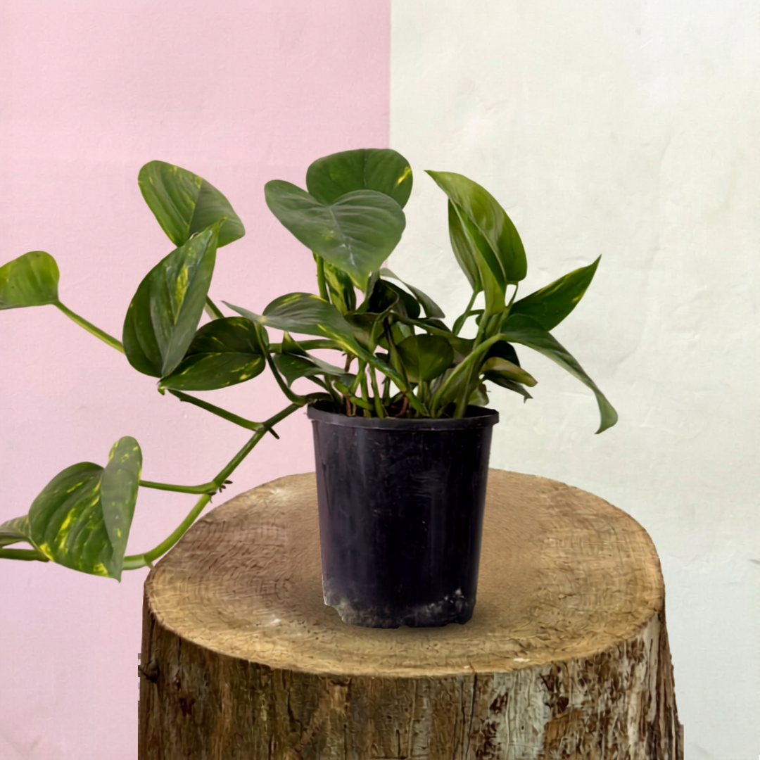 Devils Ivy 'Pothos' Green Envy Indoor Plants
