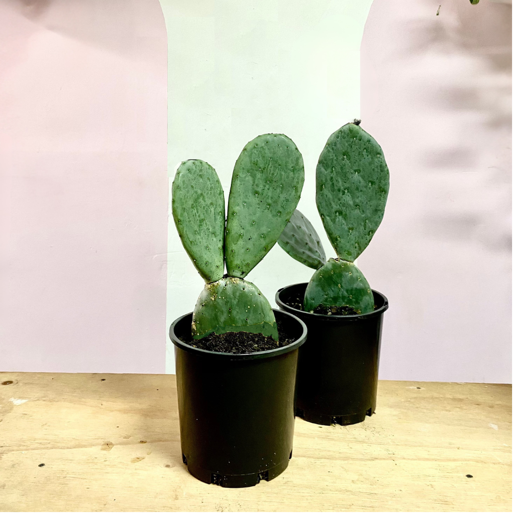 Bunny Ear Cactus 'Prickly Pear' Opuntia Burbank