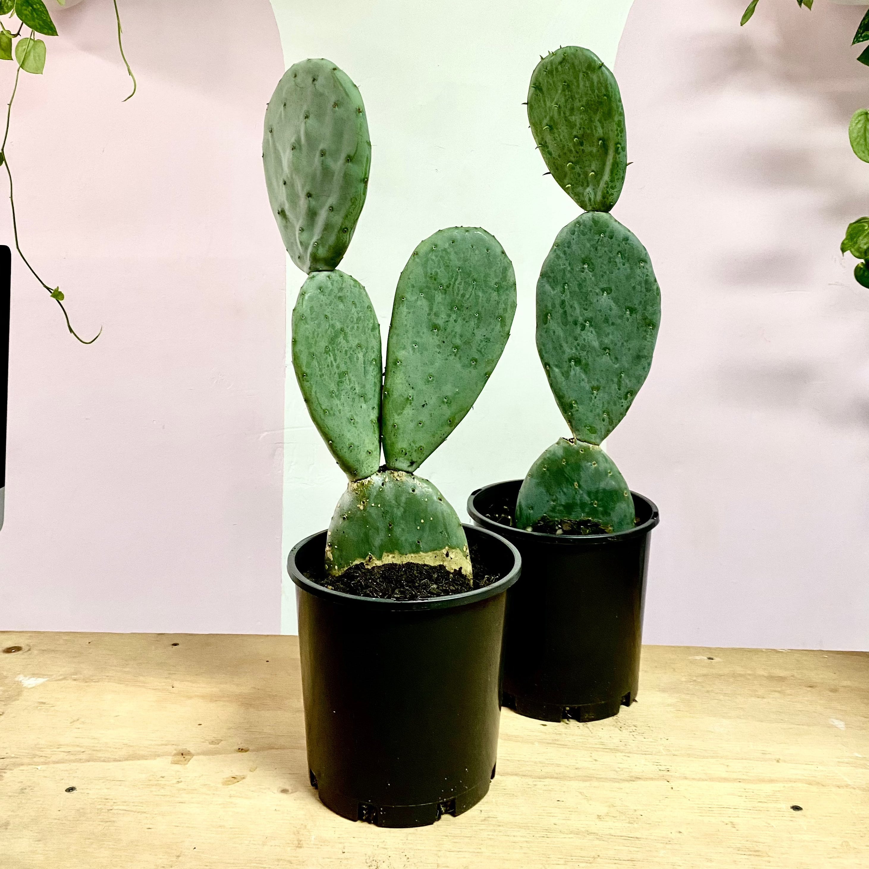 Bunny Ear Cactus 'Prickly Pear' Opuntia Burbank – indoor plant available at Green Envy Indoor Plants Melbourne