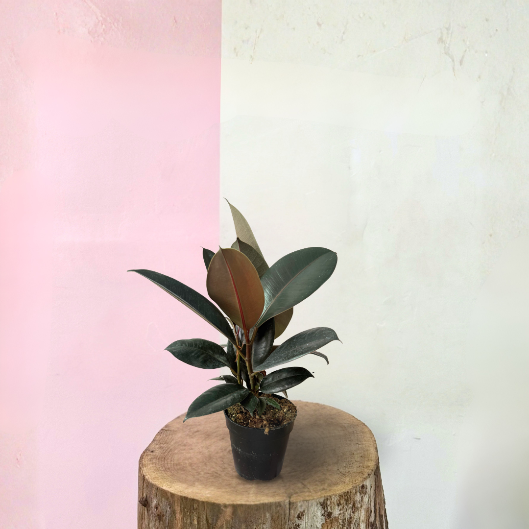 burgundy indoor plants Burgundy Rubber Tree – Indoor Plant