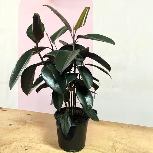 Burgundy Rubber Tree