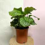 Calathea Orbofolia