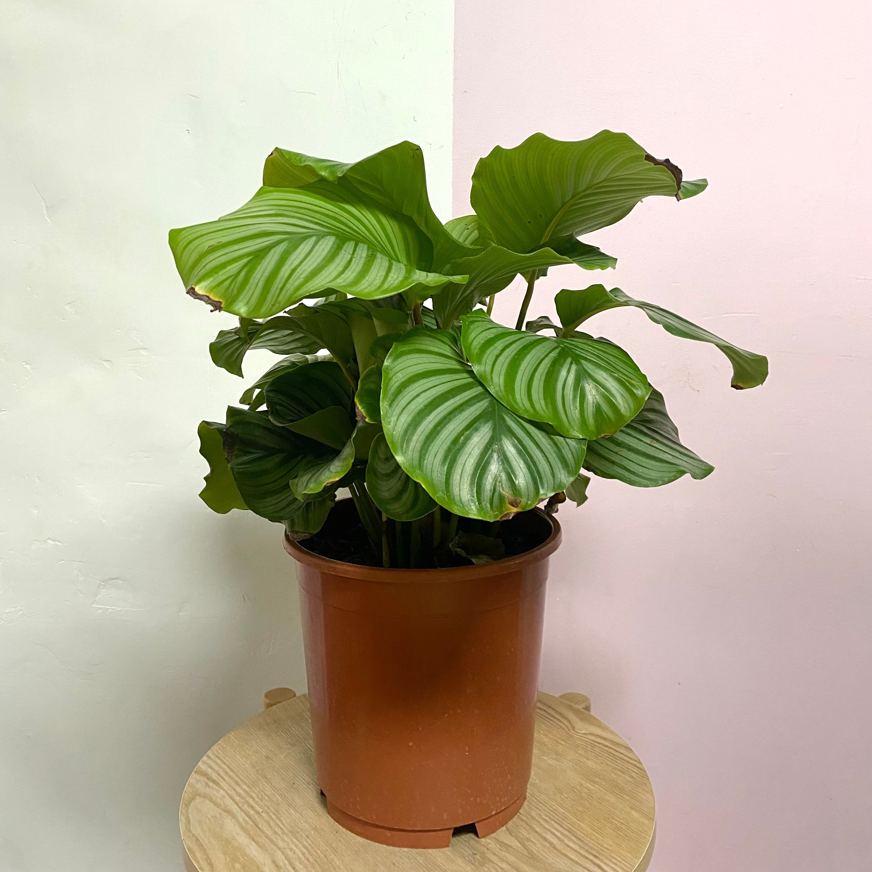 Calathea Orbofolia