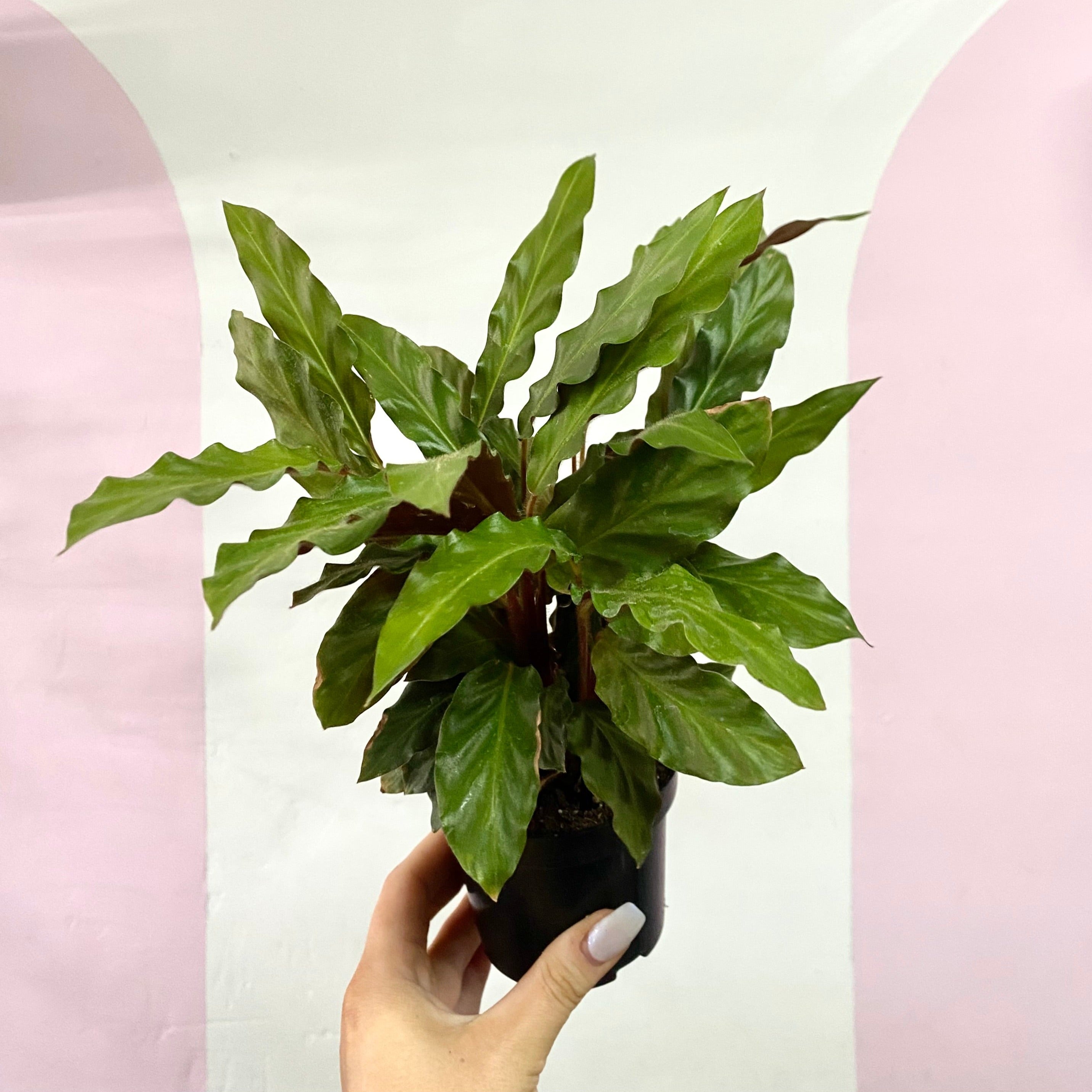 Calathea Velvet 'Rufibarba'