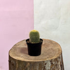 Baby Cactus