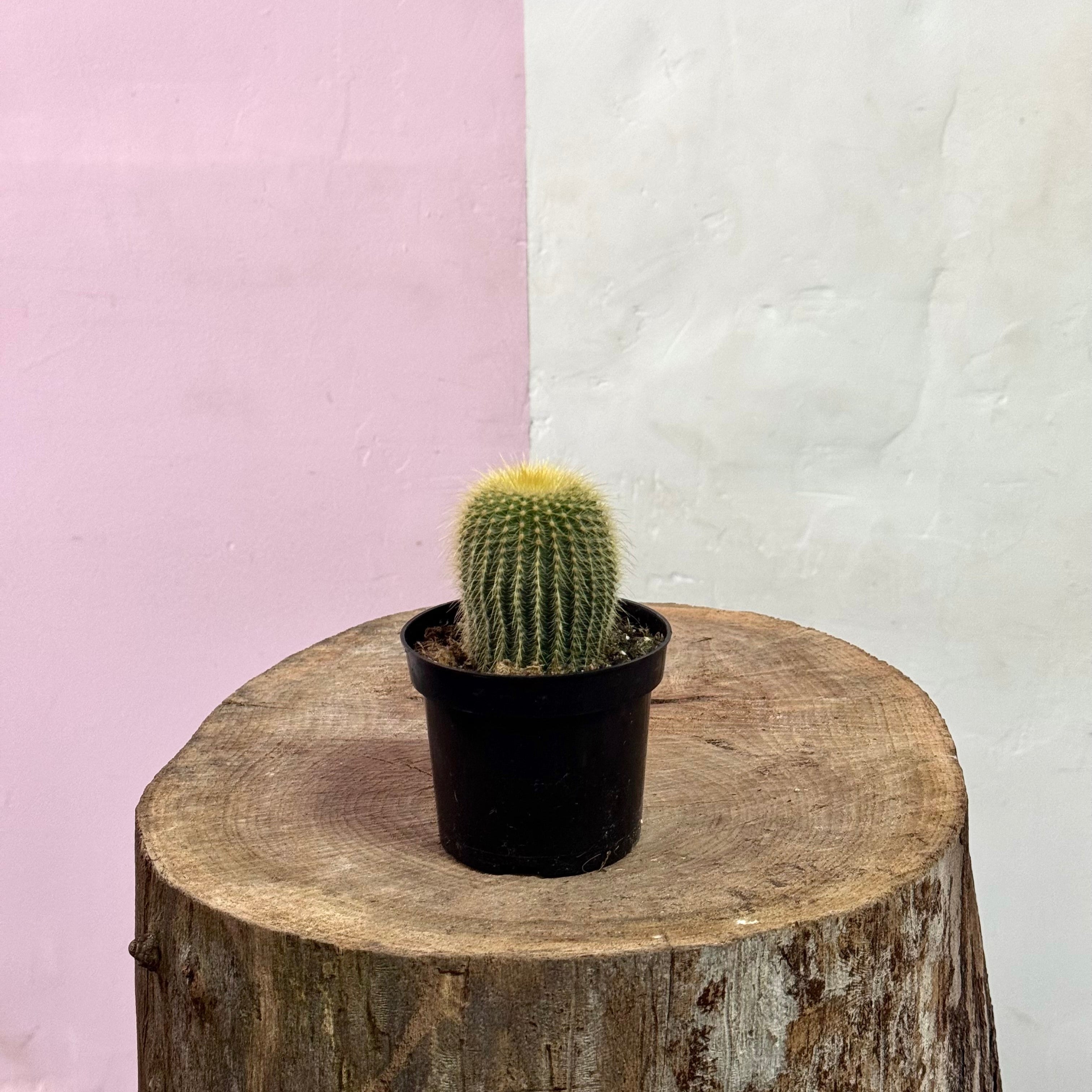 Baby Cactus
