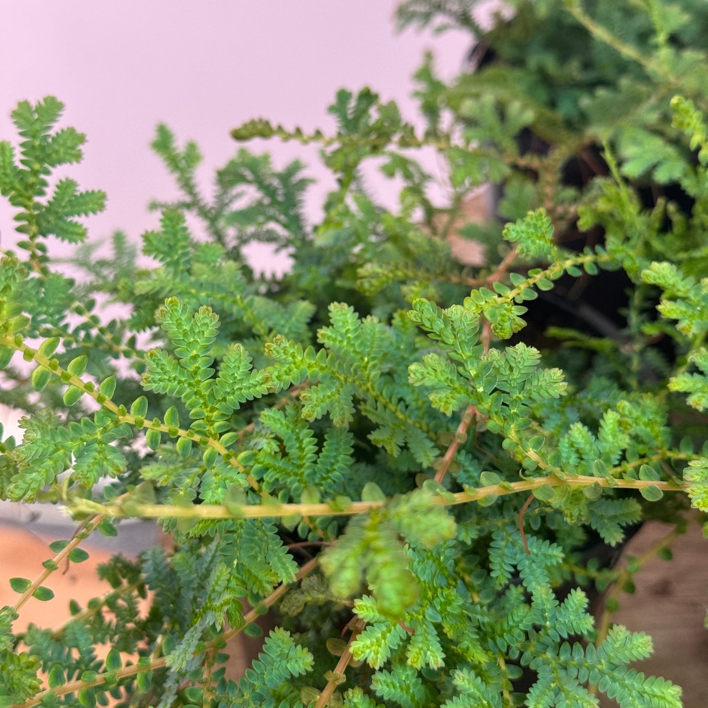 Peacock Moss