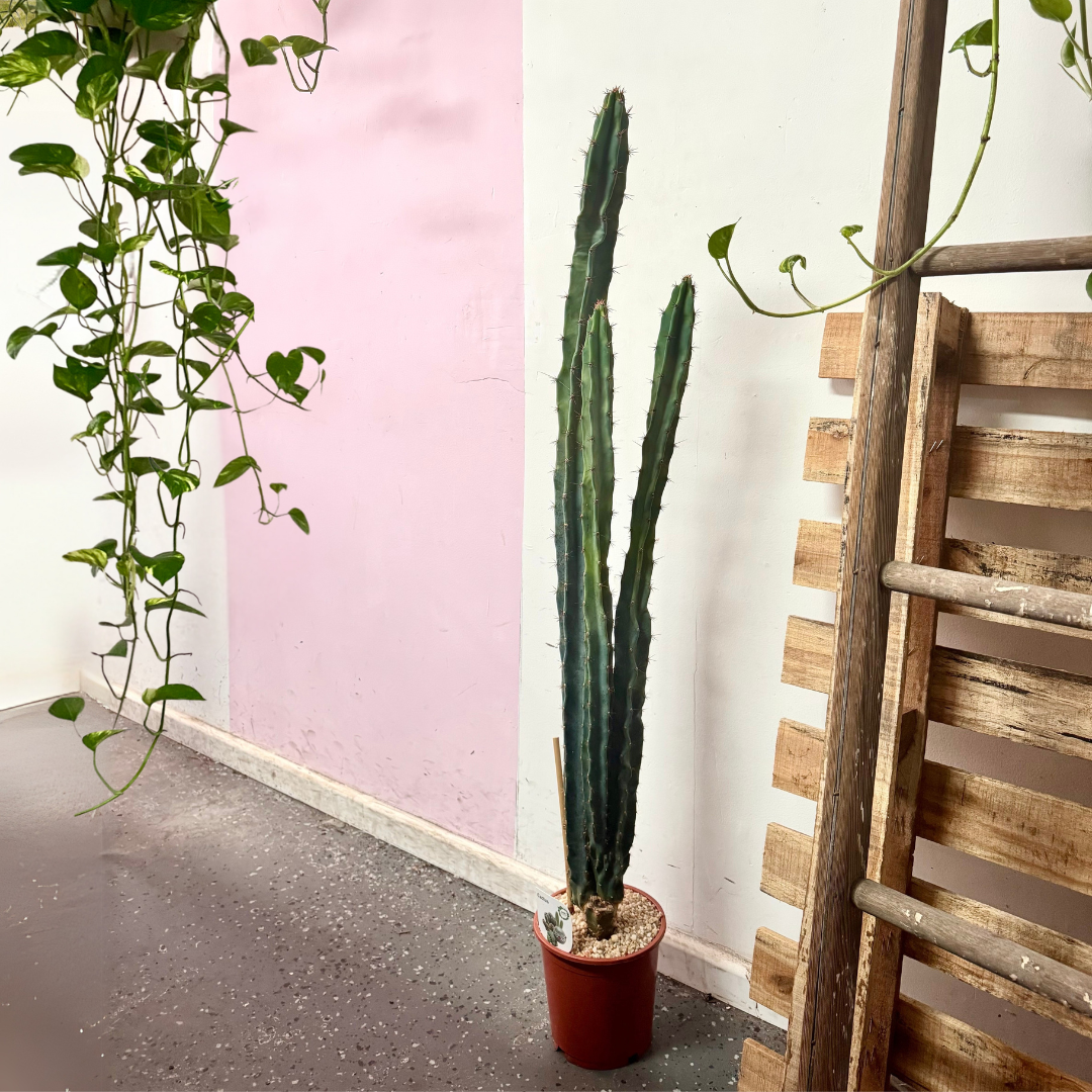 Cereus Repandus Cactus