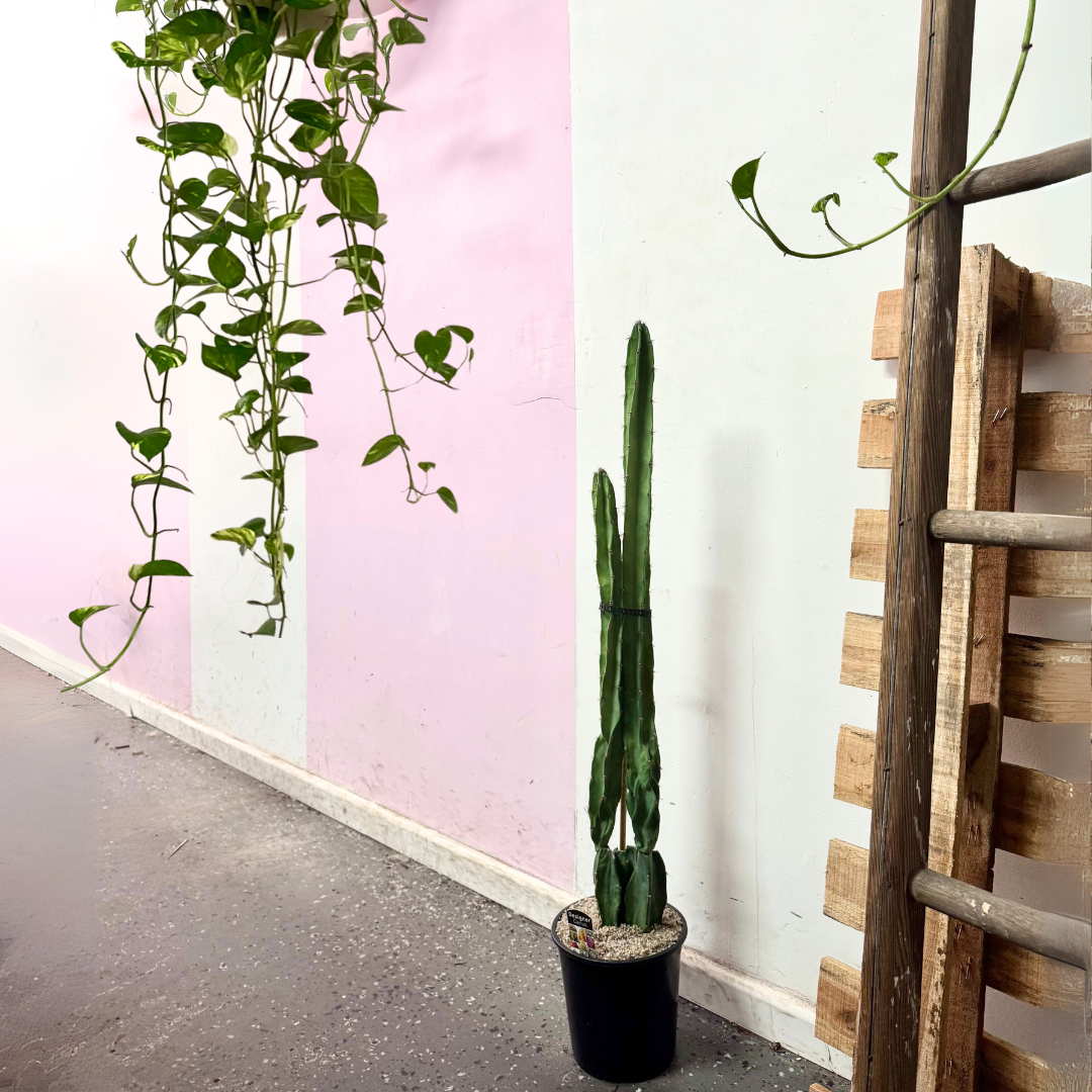 Cereus Repandus Cactus