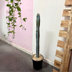 Blue Torch Cactus