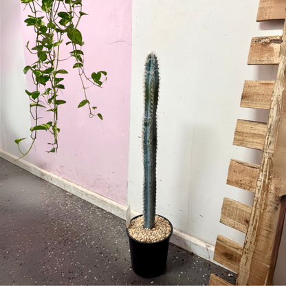 藍色火炬仙人掌