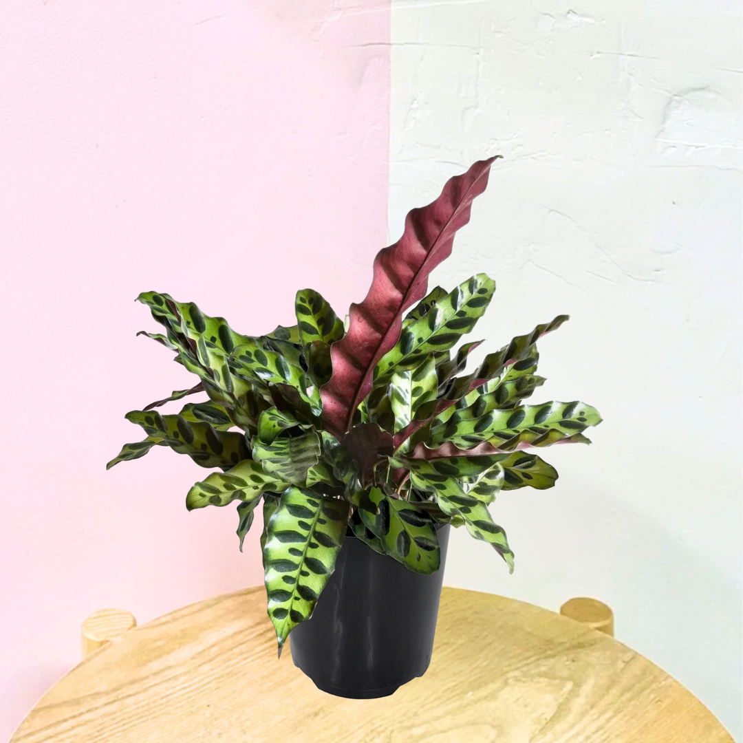 Calathea Insignis 'Rattlesnake'