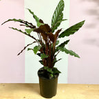Calathea Velvet 'Rufibarba' – indoor plant available at Green Envy Indoor Plants Melbourne