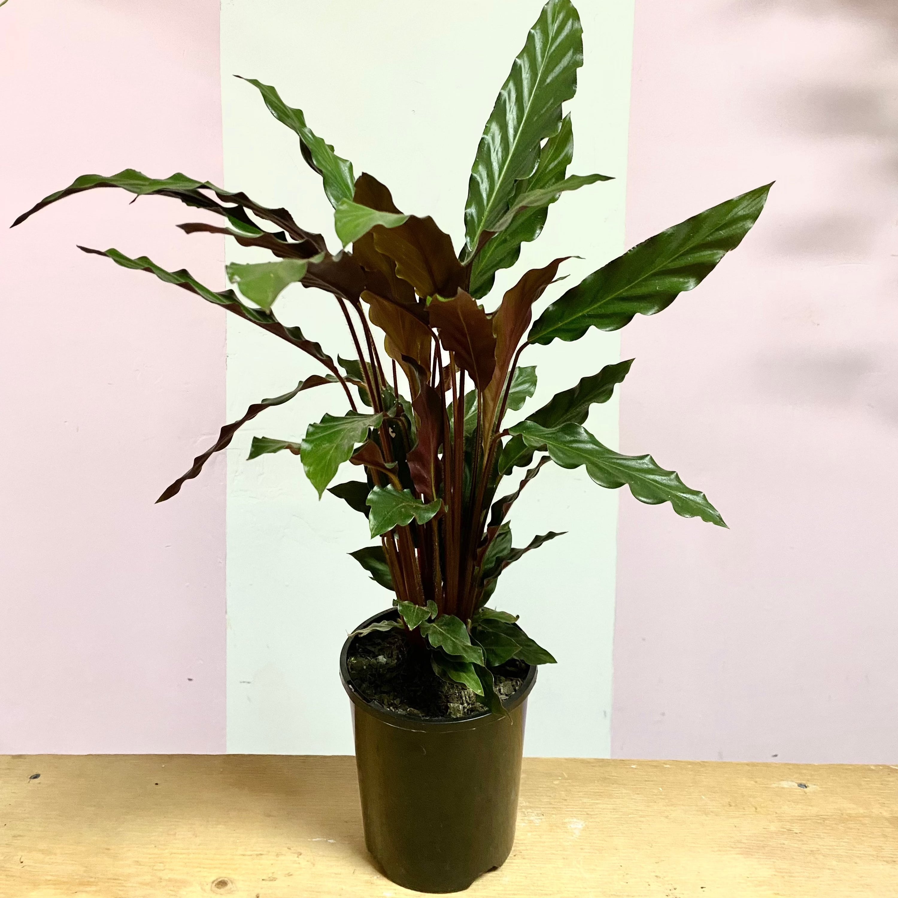 Calathea Velvet 'Rufibarba' – indoor plant available at Green Envy Indoor Plants Melbourne