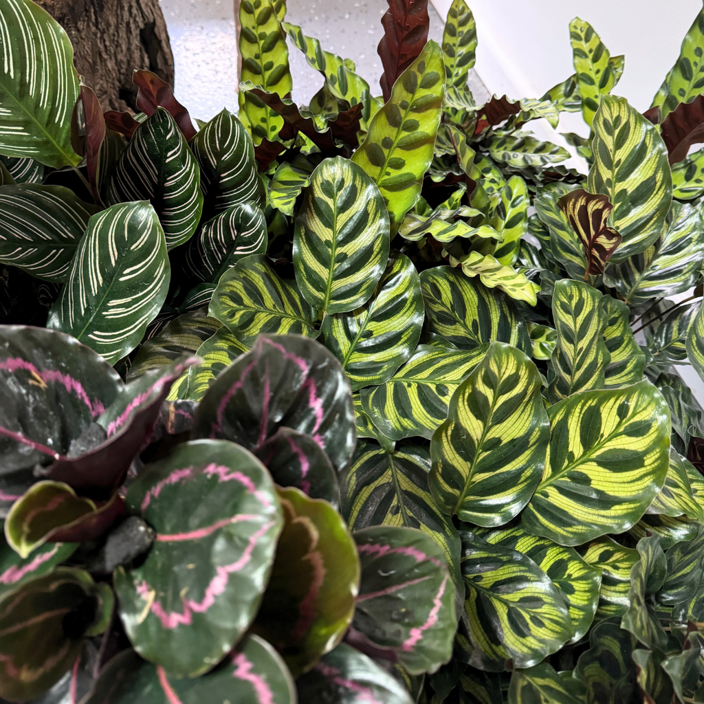 Calathea Insignis 'Rattlesnake'