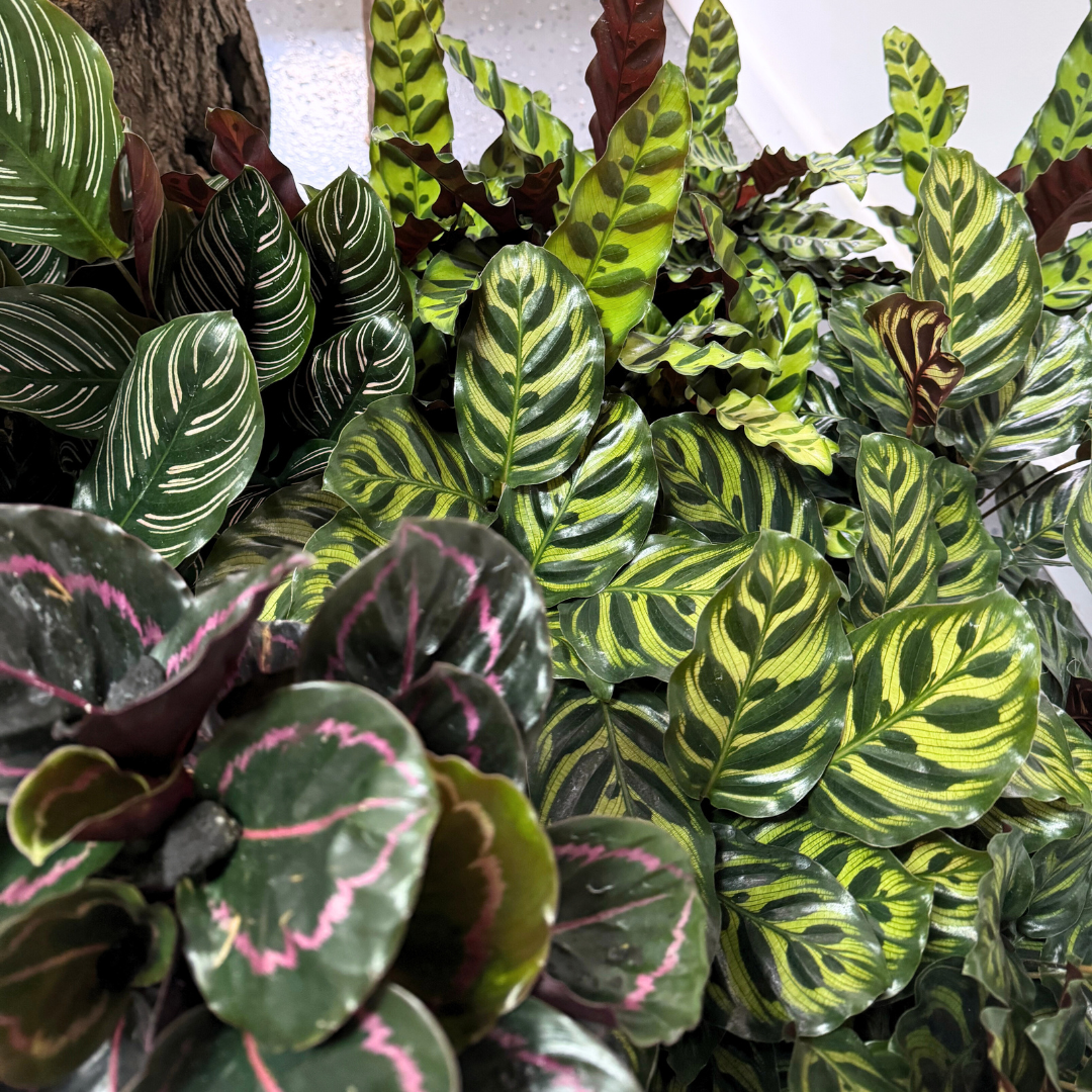 Calathea Insignis 'Rattlesnake'