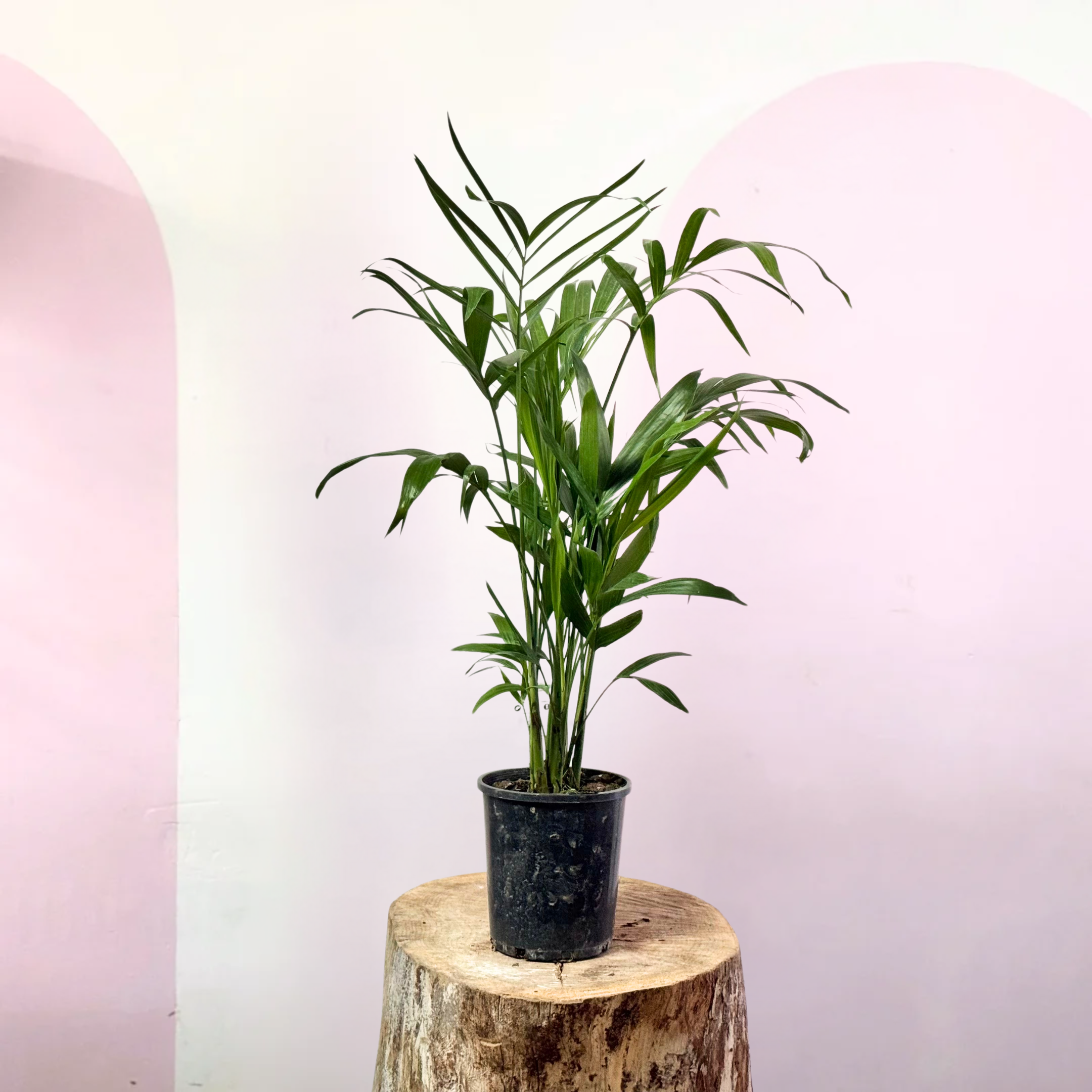 Cascade palm