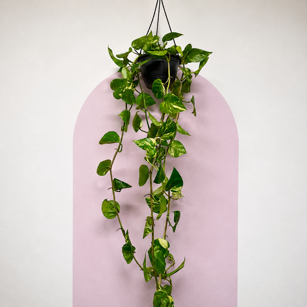 Devils Ivy 'Pothos' Hanging Basket