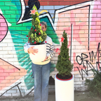 Christmas tree - Picea Glauca