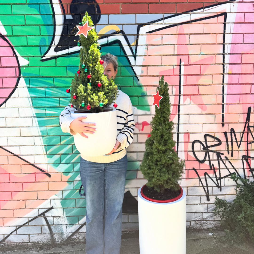 Christmas tree - Picea Glauca
