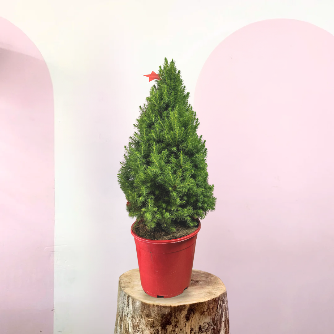picea indoor plant Christmas tree - Picea Glauca – Indoor Plant