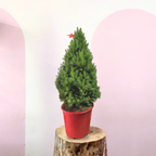 Christmas tree - Picea Glauca