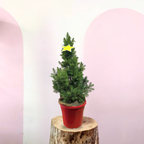 Christmas tree - Picea Glauca