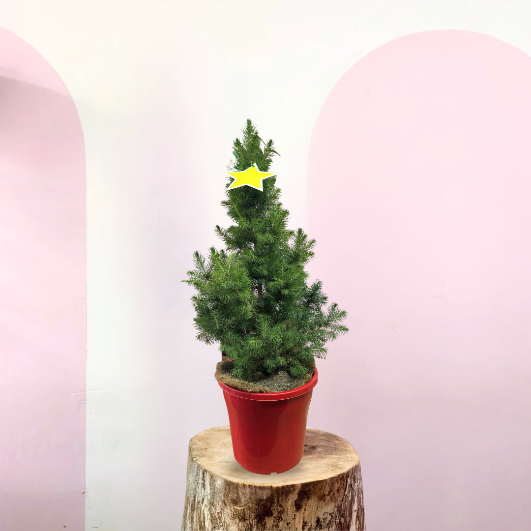 Christmas tree - Picea Glauca