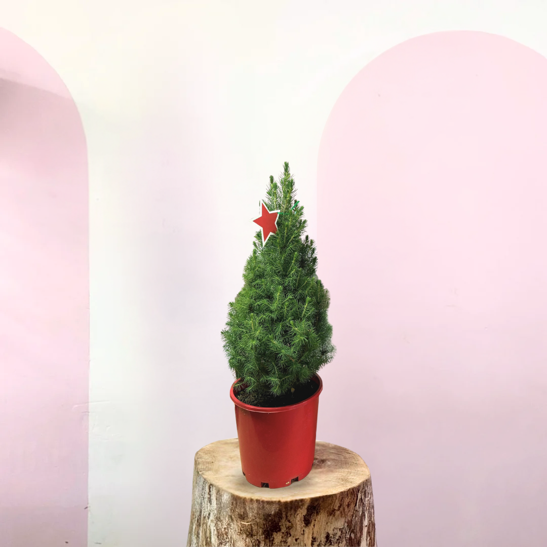 is christmas tree indoor plant Christmas tree - Picea Glauca – Indoor Plant