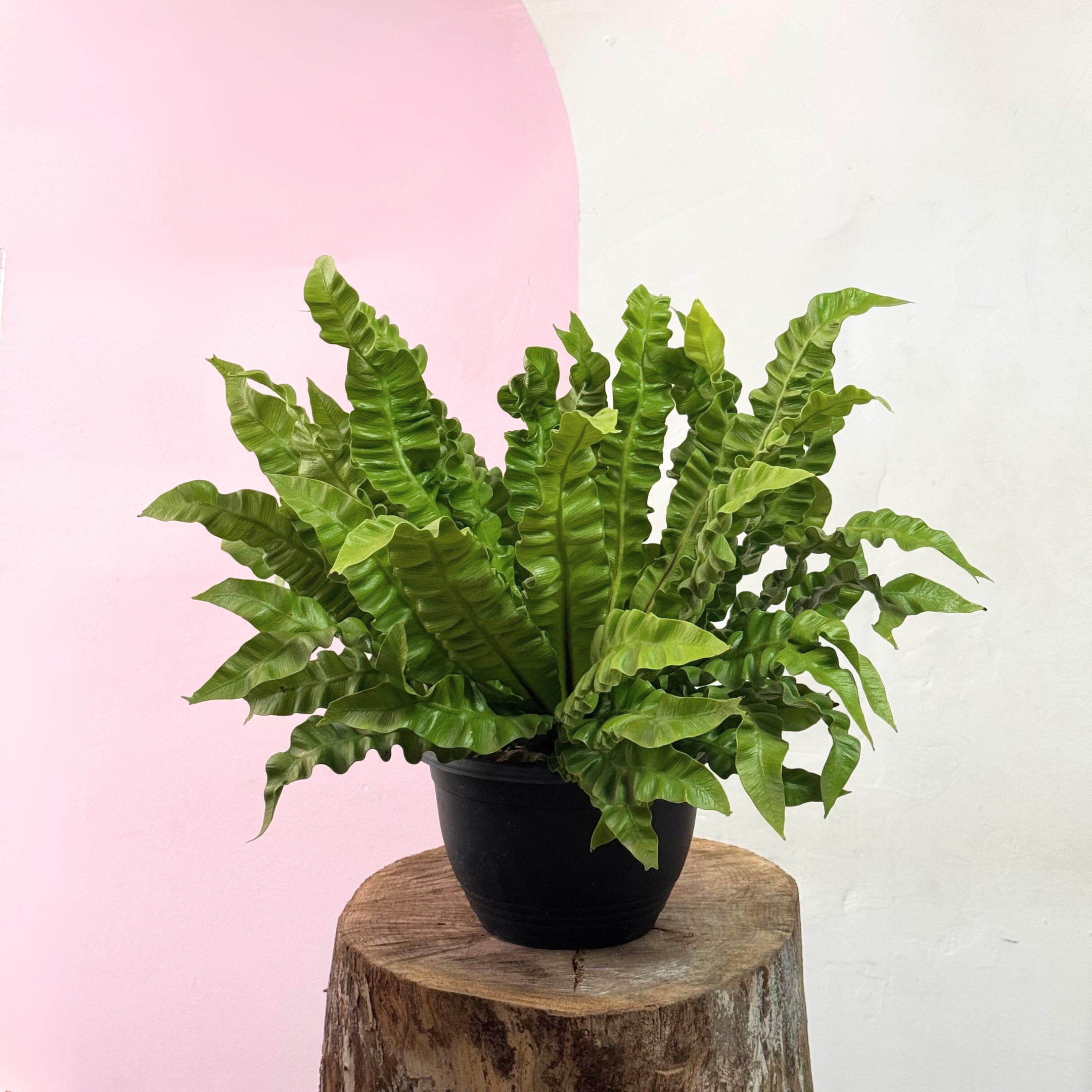 Crispy Wave Fern