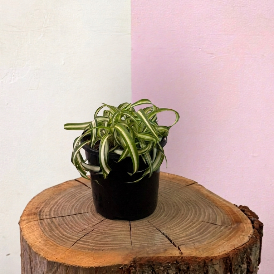 Curly Spider Plant Green Envy Indoor Plants