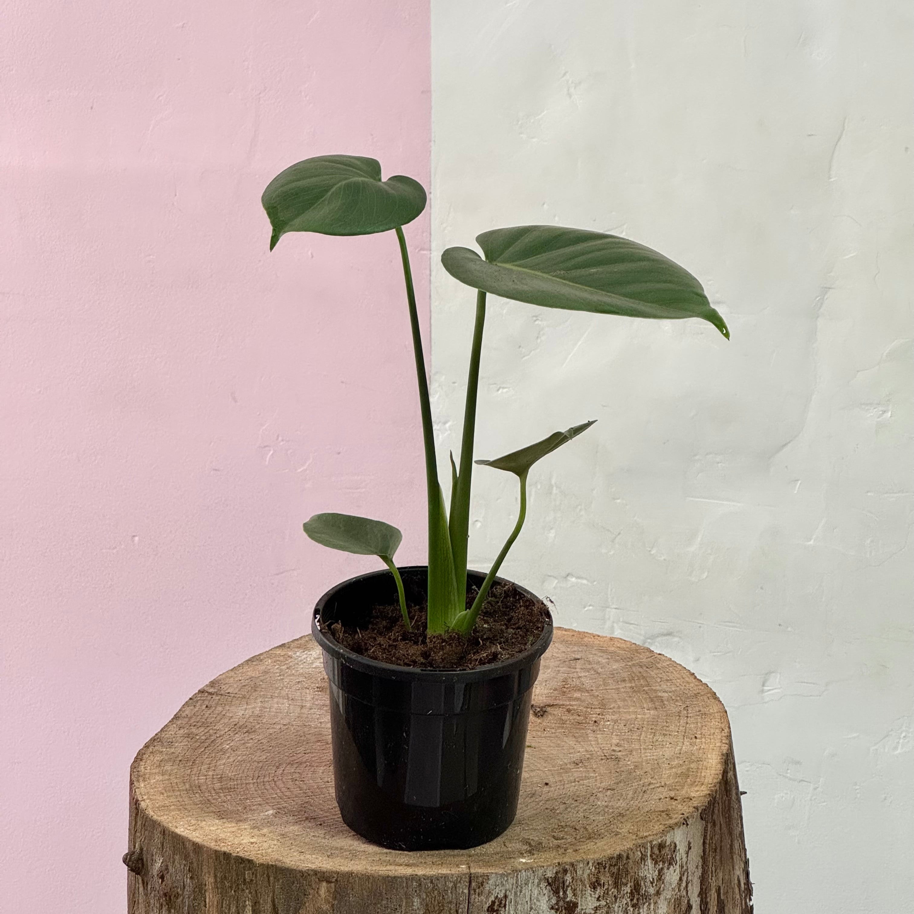 monstera deliciosa buy brisbane Monstera Deliciosa – Indoor Plant
