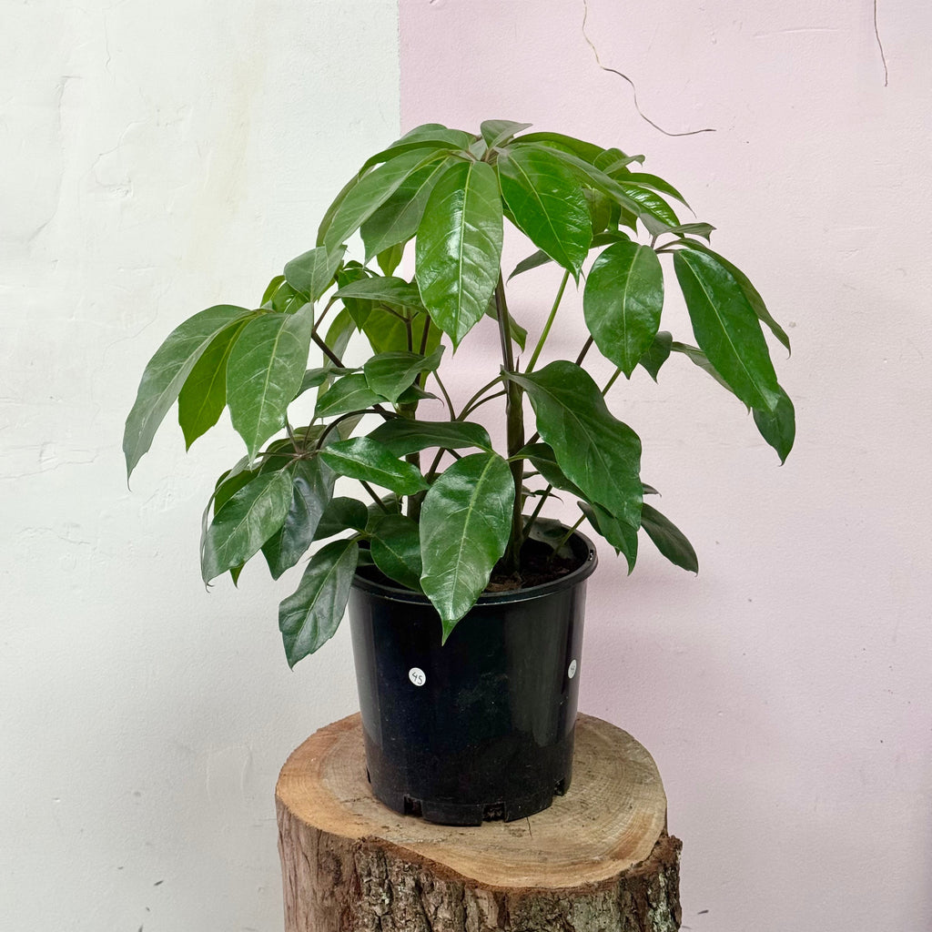 Umbrella Tree Green Envy Indoor Plants