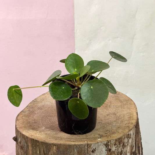 Pilea 'Chinese Money Plant'