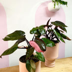 Pink Princess Philodendron