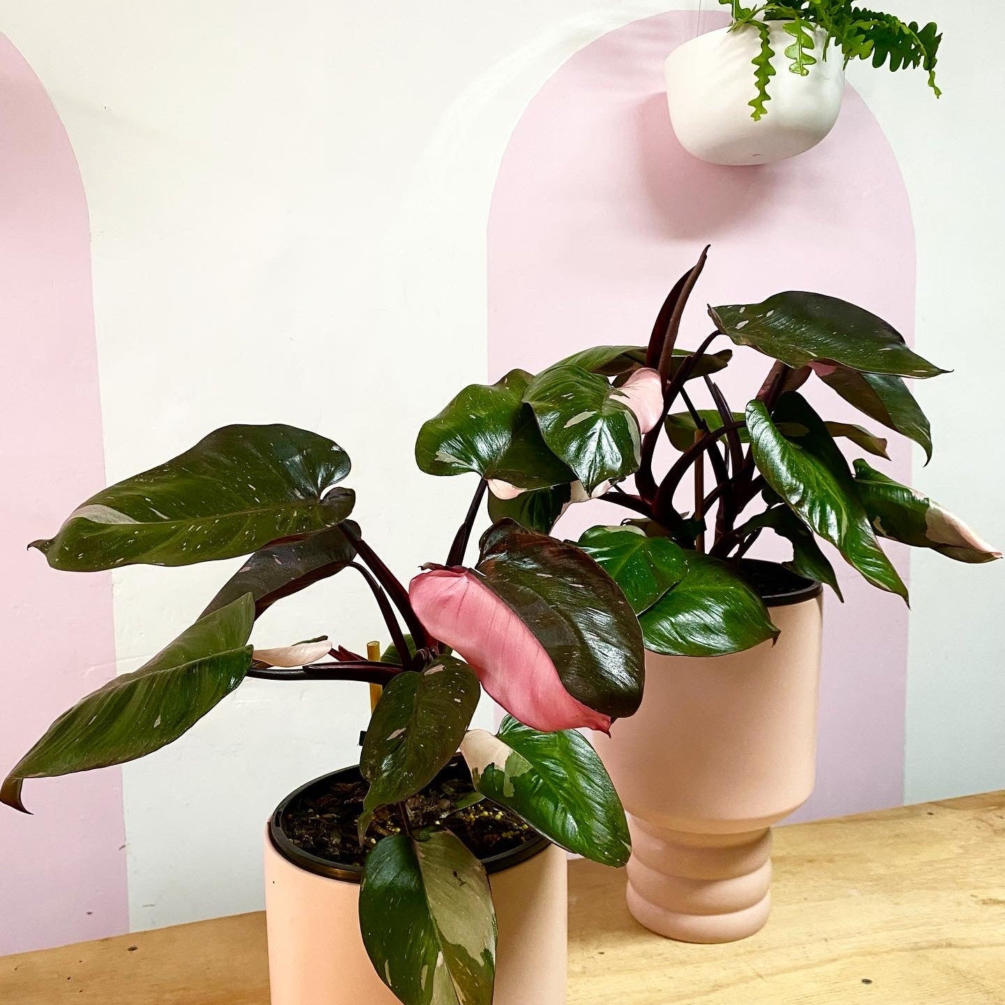 Pink Princess Philodendron