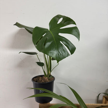 Monstera Deliciosa