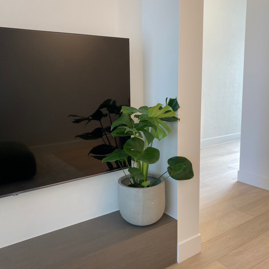 Interior Plant styling