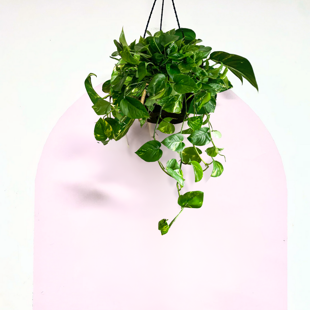 Devils Ivy 'Pothos' Hanging Basket