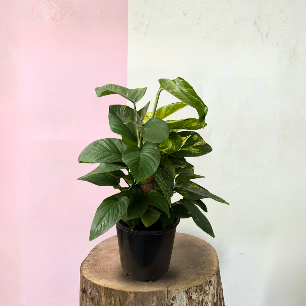 图腾上的魔鬼常春藤“绿萝”