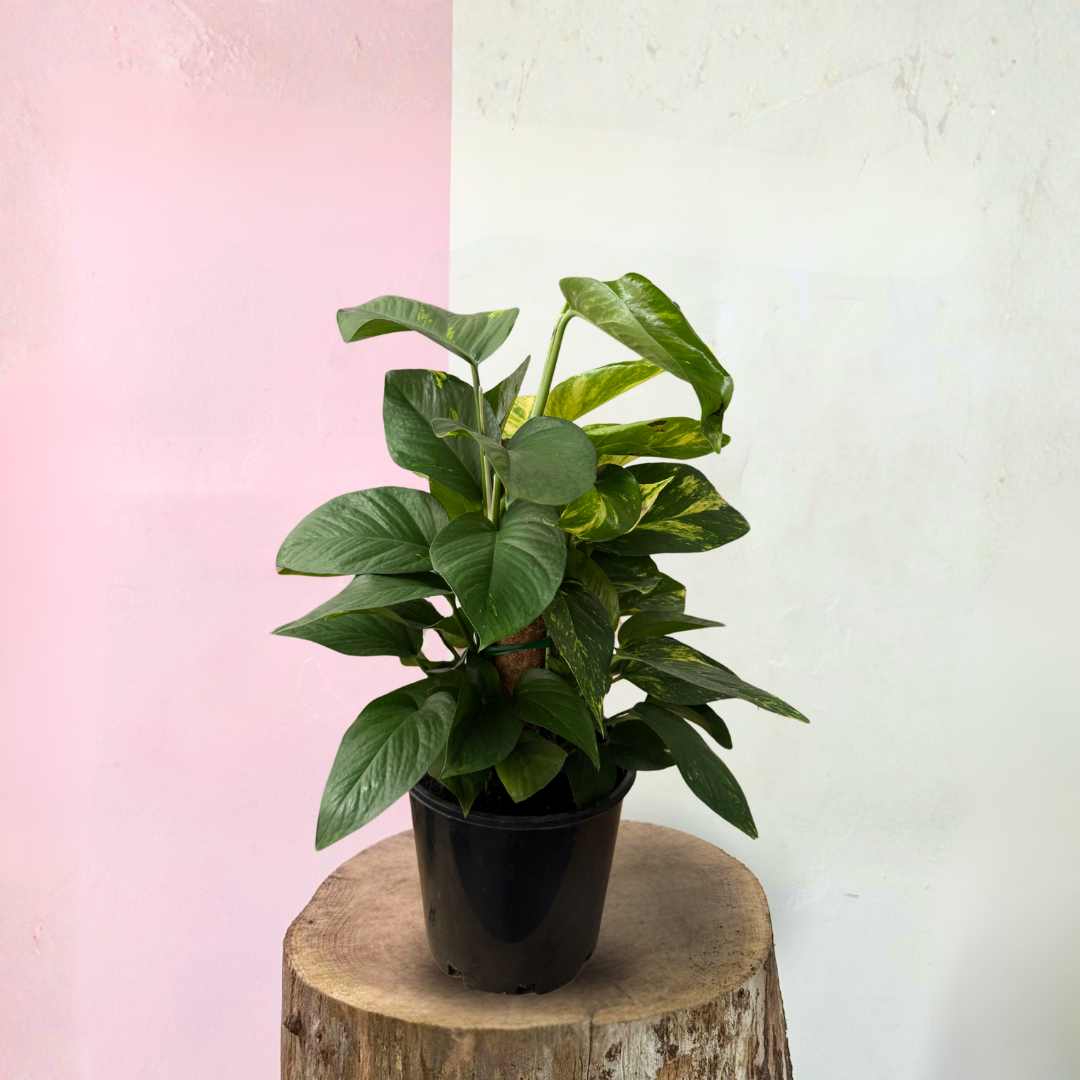 golden pothos 中文 魔鬼常春藤（Epipremnum Aureum）——易于护理的室内植物| Green Envy – Green Envy Indoor Plants