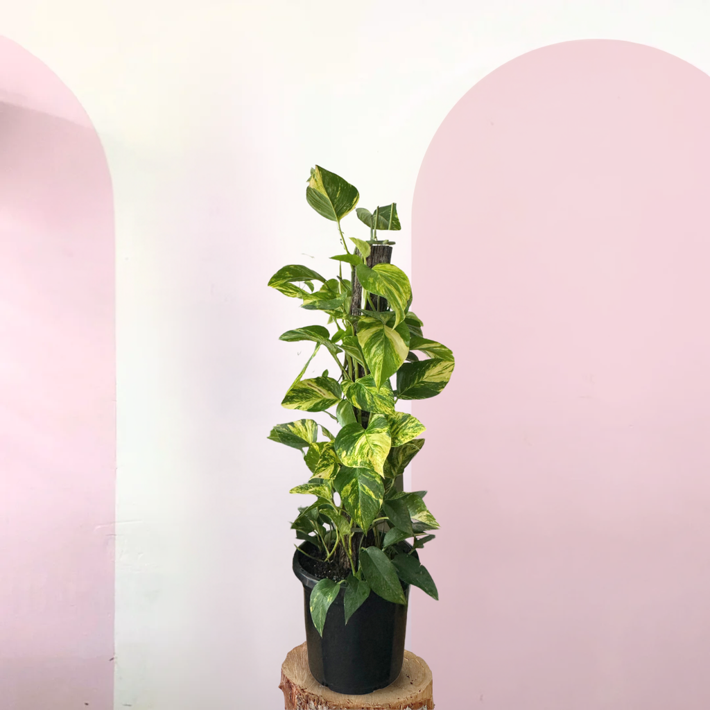 golden pothos 中文 魔鬼常春藤(Epipremnum Aureum)——易于护理的室内植物| Green Envy – Green Envy Indoor Plants