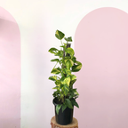 图腾上的魔鬼常春藤“绿萝”