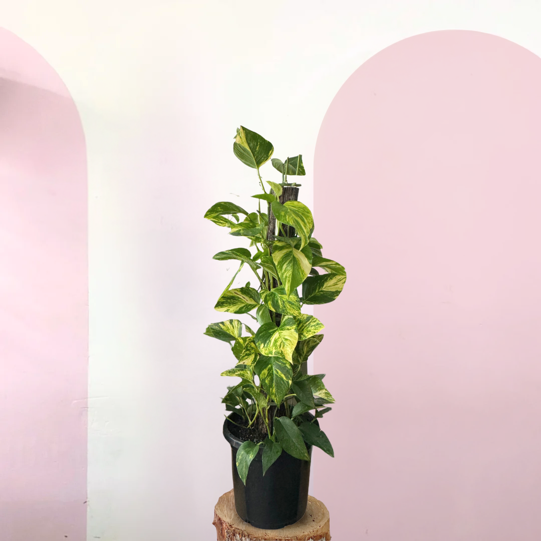 图腾上的魔鬼常春藤“绿萝”