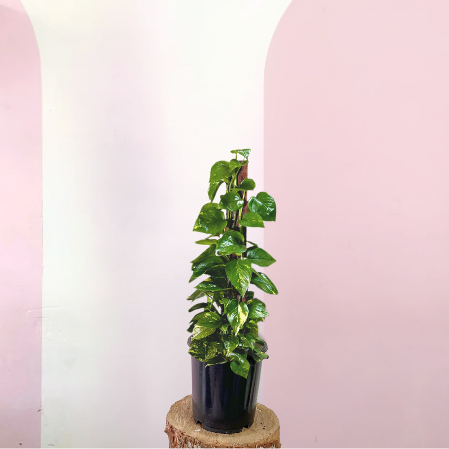 pothos totem plant Devils Ivy 'Pothos' on Totem – Trailing Indoor Plant