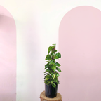 图腾上的魔鬼常春藤“绿萝”